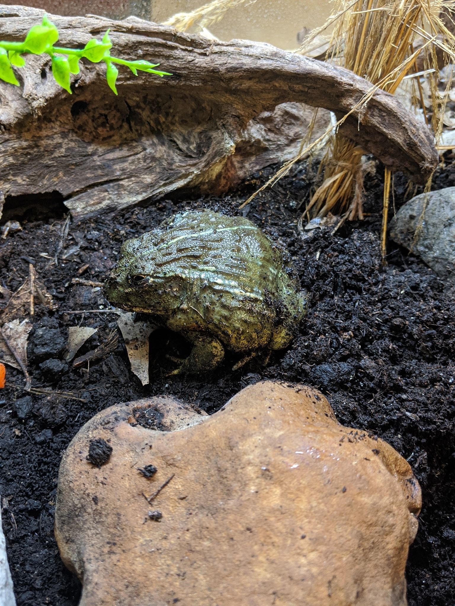 Pixie Frog